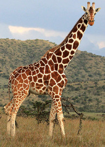 http-::img.thesun.co.uk:aidemitlum:archive:01161:giraffe-main_1161152a